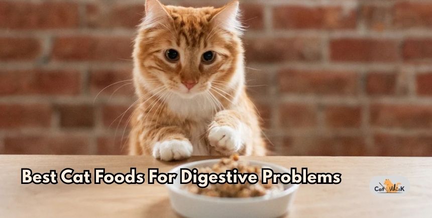 best cat foods for digestive problems