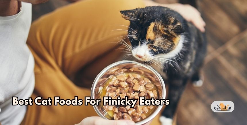 best cat foods for finicky eaters