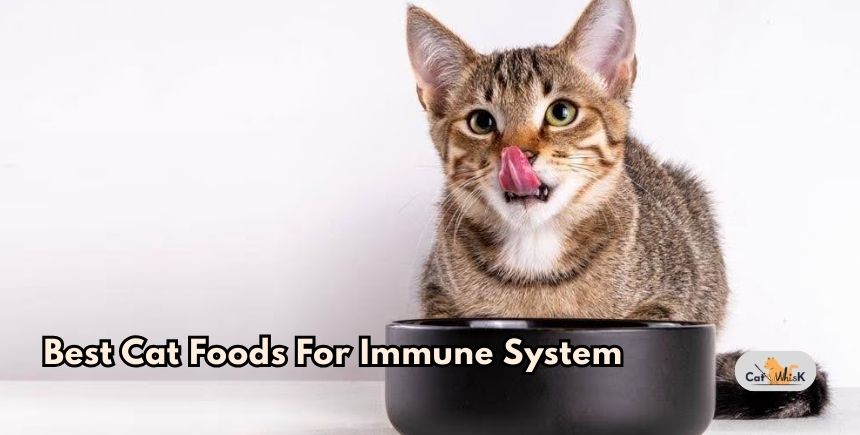 best cat foods for immune system
