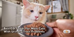 View of Top 10 Best Cat Foods For Male Cats With Urinary Tract Problems In 2026 ...