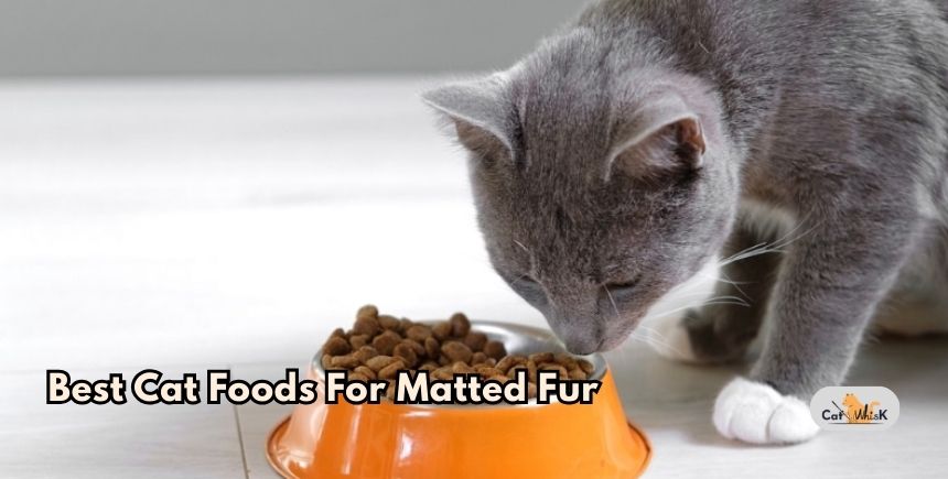 best cat foods for matted fur