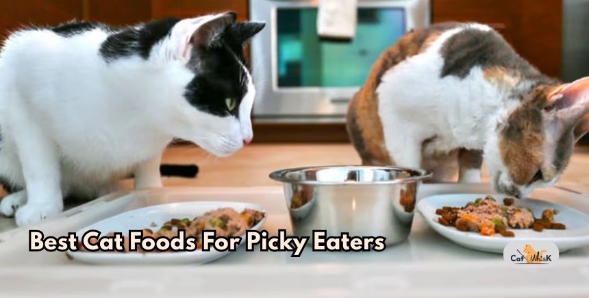 best cat foods for picky eaters