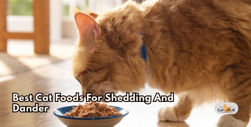 best cat foods for shedding and dander