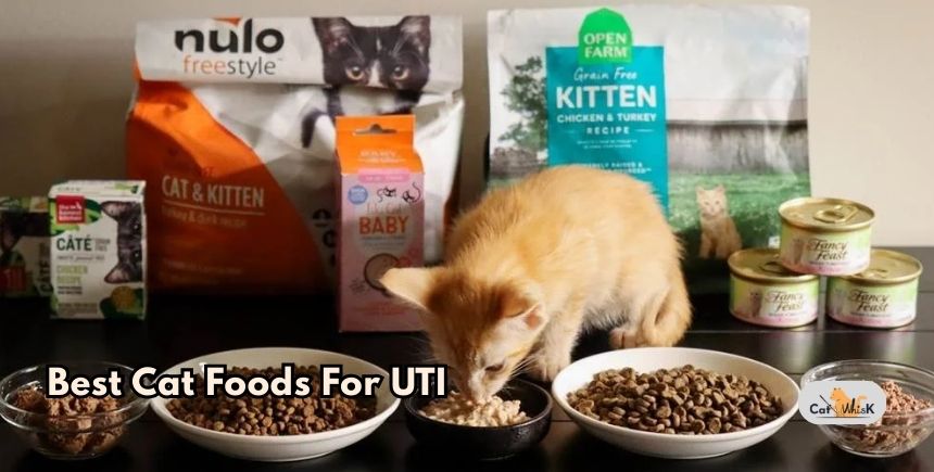 best cat foods for uti