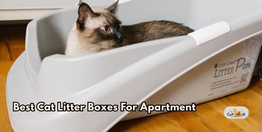best cat litter boxes for apartment