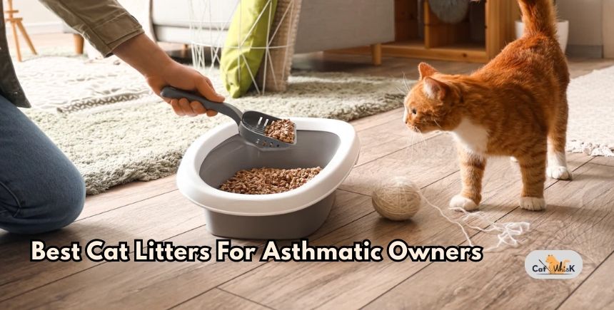 best cat litters for asthmatic owners