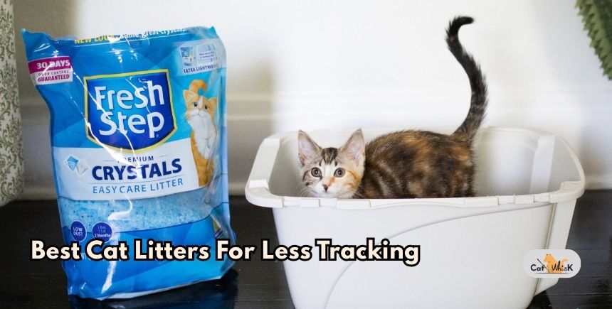 best cat litters for less tracking