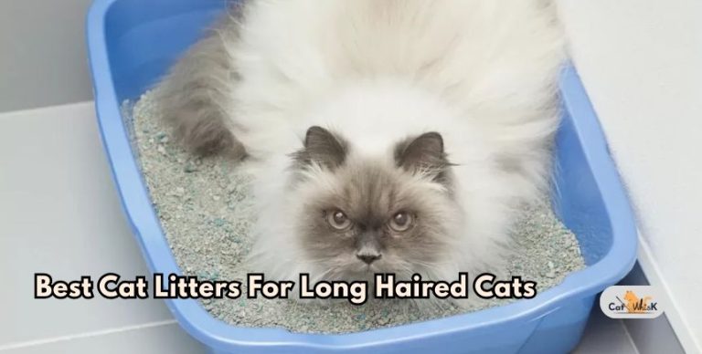 Best Cat Litter For Long Hair Cats