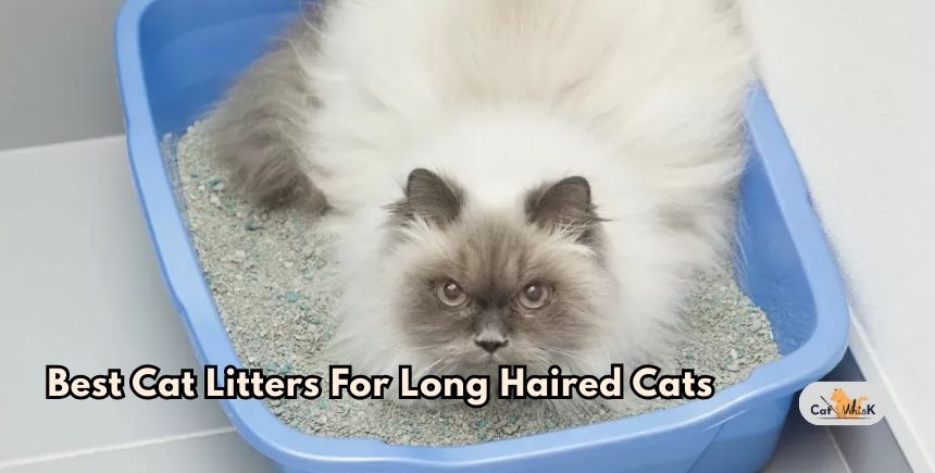 best cat litters for long haired cats