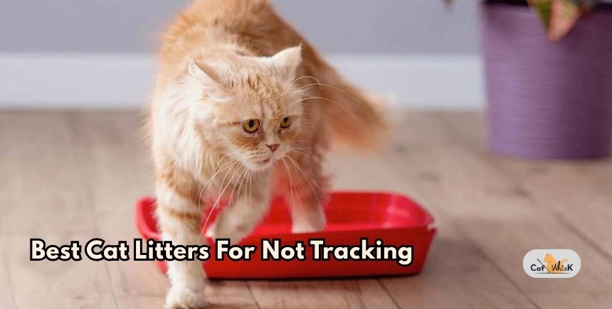 best cat litters for not tracking