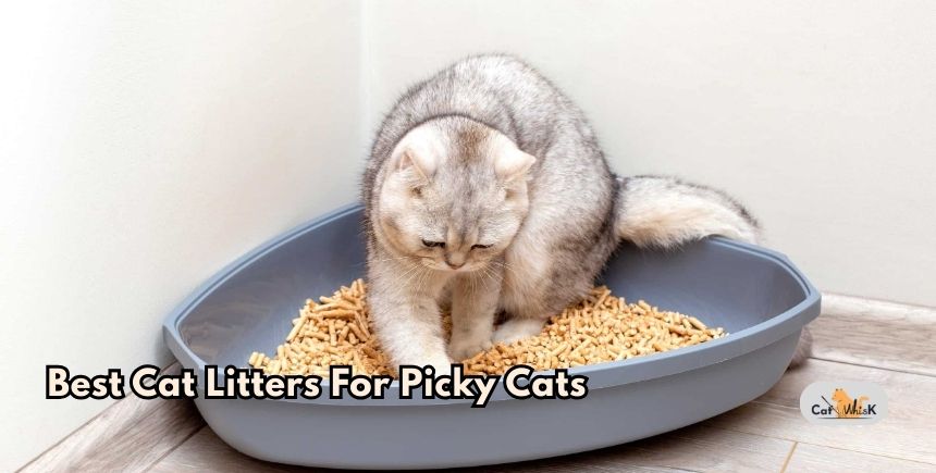 best cat litters for picky cats