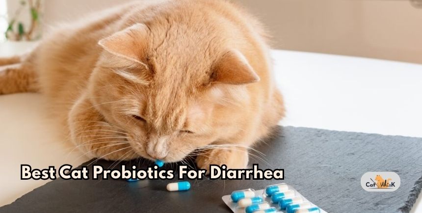 best cat probiotics for diarrhea