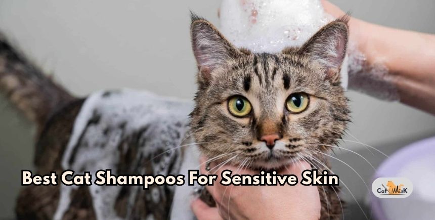 best cat shampoos for sensitive skin