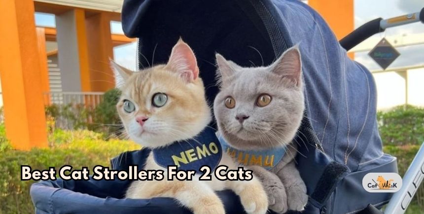 best cat strollers for 2 cats