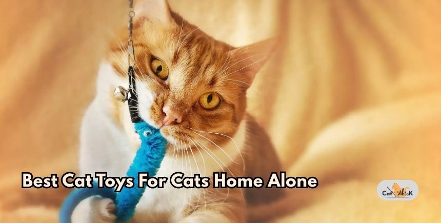 best cat toys for cats home alone