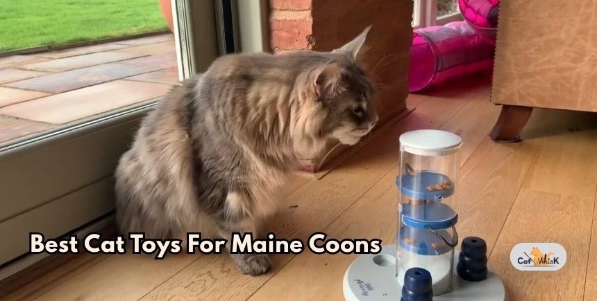 best cat toys for maine coons