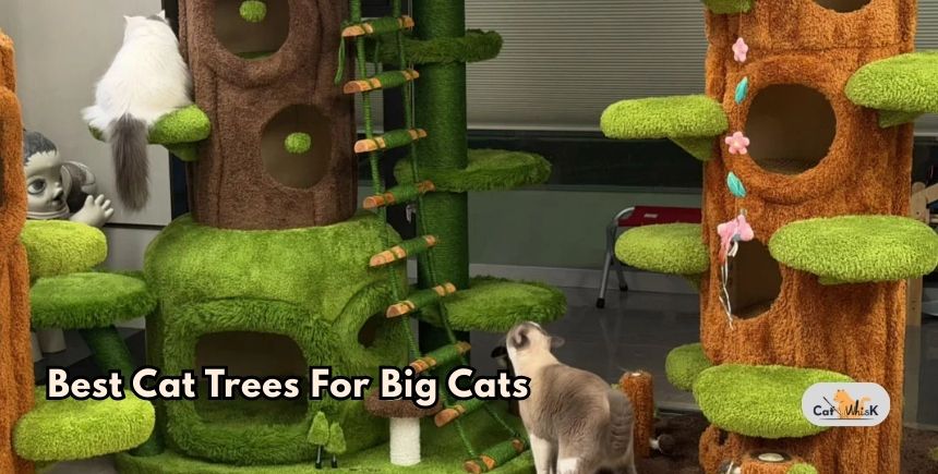 best cat trees for big cats