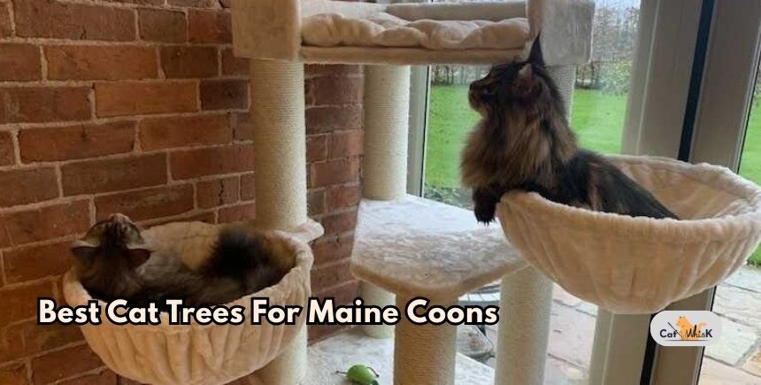 best cat trees for maine coons