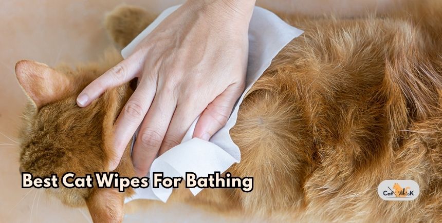 best cat wipes for bathing