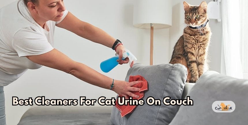 best cleaners for cat urine on couch