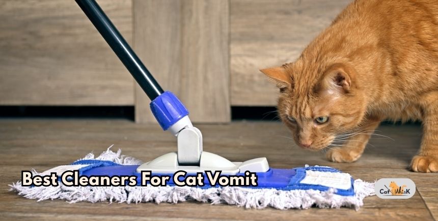 best cleaners for cat vomit