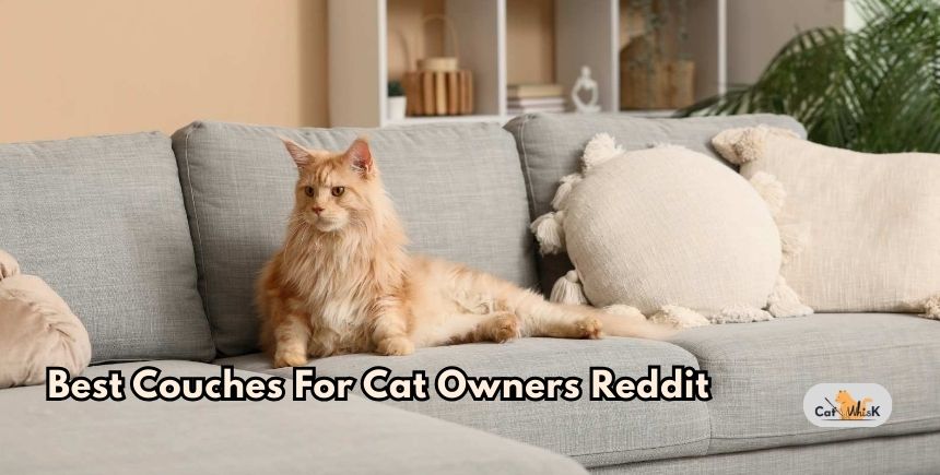 best couches for cat owners reddit