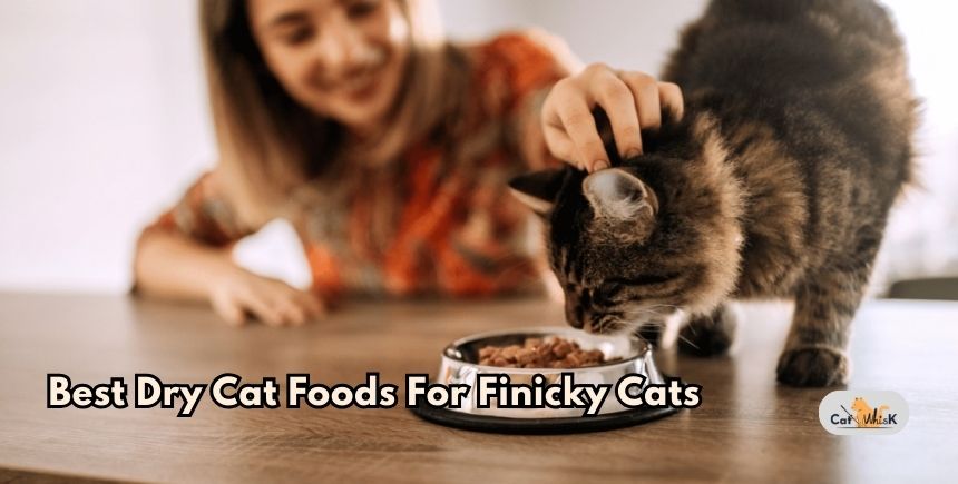 best dry cat foods for finicky cats