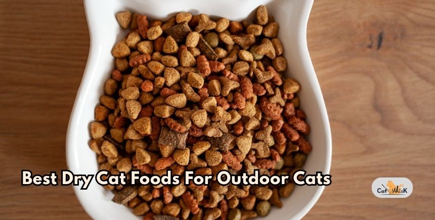 best dry cat foods for outdoor cats