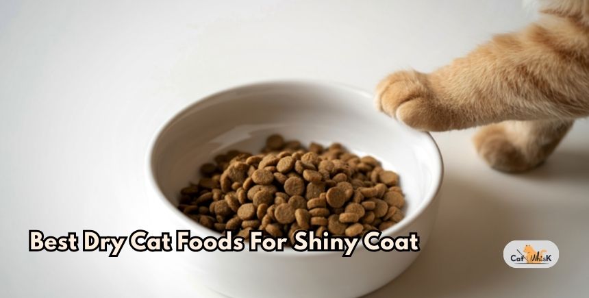 best dry cat foods for shiny coat