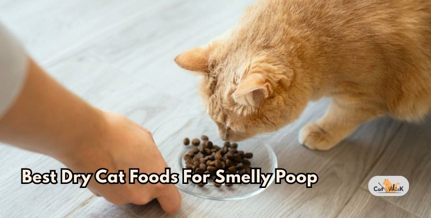 best dry cat foods for smelly poop