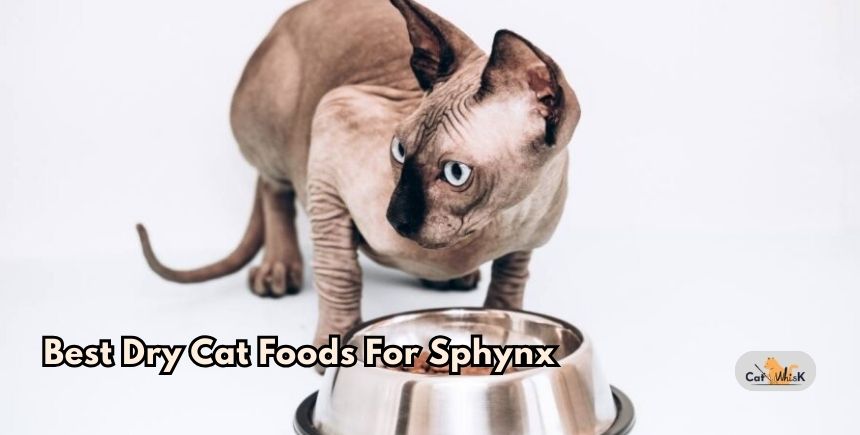 best dry cat foods for sphynx