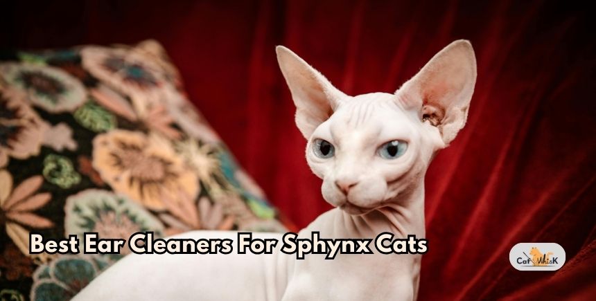 best ear cleaners for sphynx cats