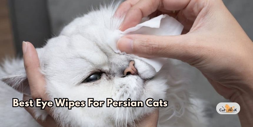 best eye wipes for persian cats