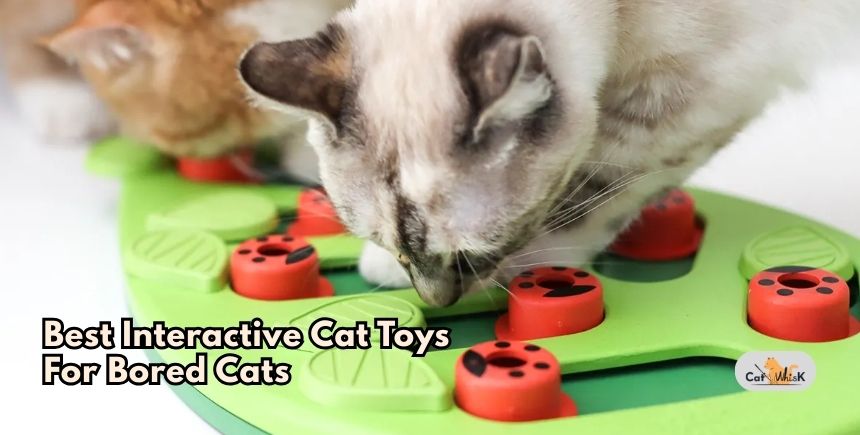 best interactive cat toys for bored cats