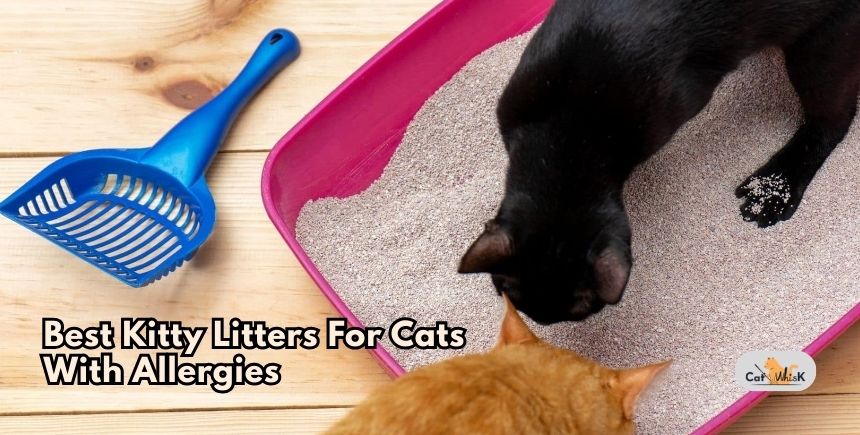best kitty litters for cats with allergies