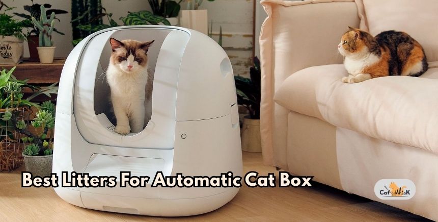 best litters for automatic cat box