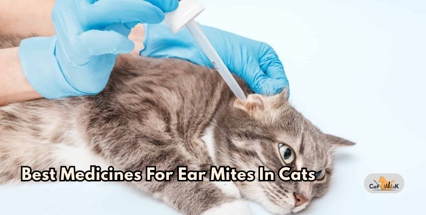 best medicines for ear mites in cats