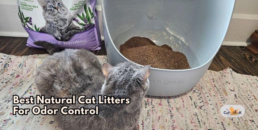 best natural cat litters for odor control