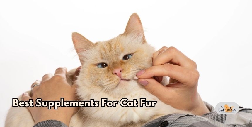best supplements for cat fur