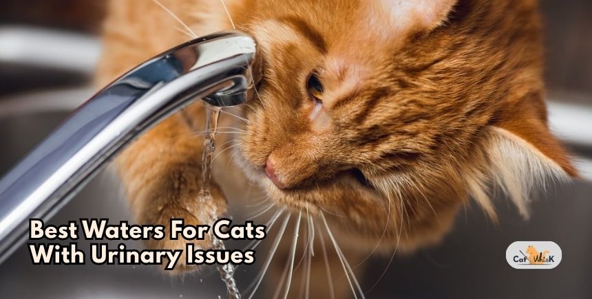 best waters for cats with urinary issues