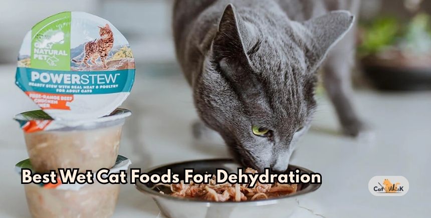 best wet cat foods for dehydration