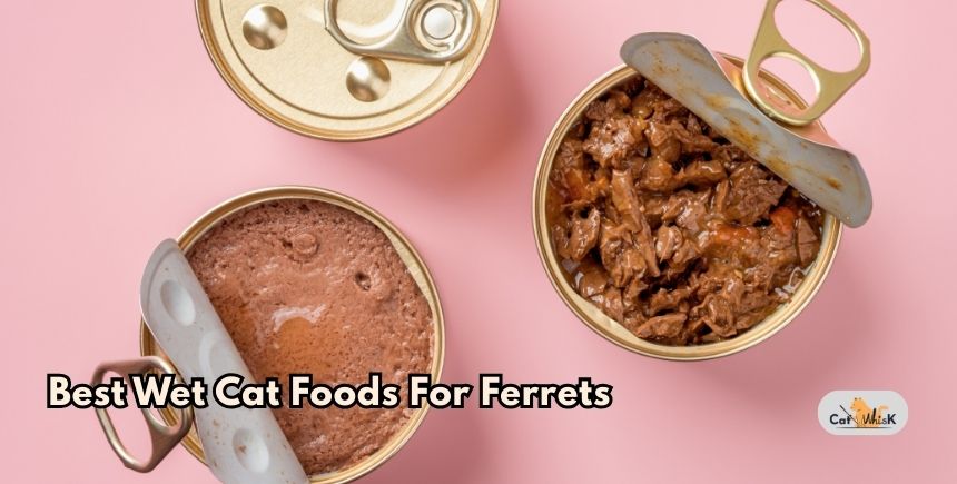 best wet cat foods for ferrets