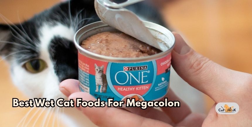 best wet cat foods for megacolon