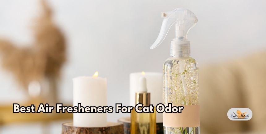 best air fresheners for cat odor