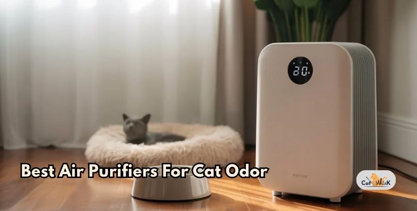 best air purifiers for cat odor