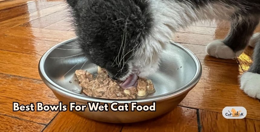 best bowls for wet cat food