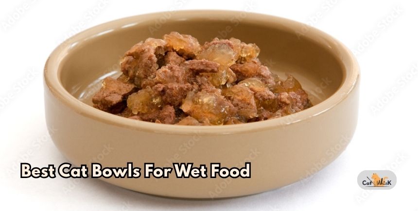 best cat bowls for wet food