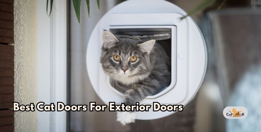 best cat doors for exterior doors