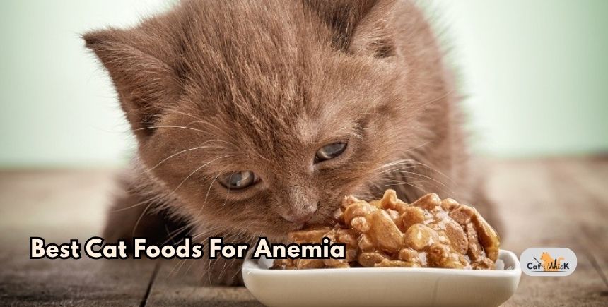 best cat foods for anemia