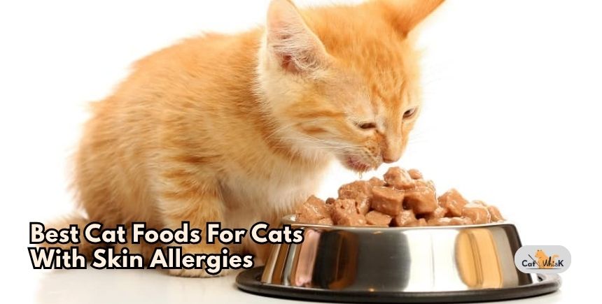 best cat foods for cats with skin allergies